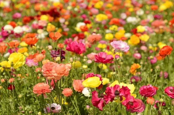 stock image Ranunculus fields. Beautiful rows of flowers. Asian ranunculus farm. Multi-colored Beautiful, background, motley picture. 