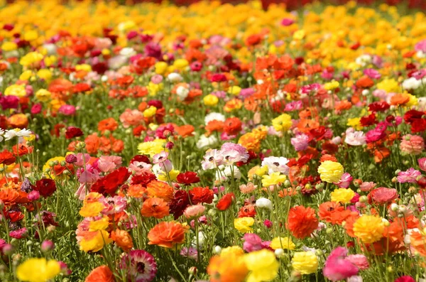 Ranunculus tarlaları. Güzel çiçek sıraları. Asya Ranunculus çiftliği. Çok renkli Güzel, arka plan, karışık resim. 