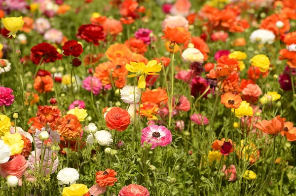 Ranunculus tarlaları. Güzel çiçek sıraları. Asya Ranunculus çiftliği. Çok renkli Güzel, arka plan, karışık resim. 