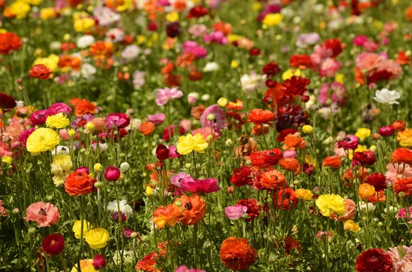 ランヌクラス場 美しい花の列 アジアのランヌクルス農場 マルチカラー美しい モトリー画像 — ストック写真