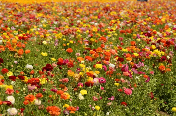 아름다운 꽃들이 줄지어 있습니다 아시아 색깔의 아름다운 — 스톡 사진