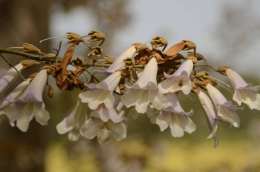 Paulownia ağacı çiçeği. Beyaz çiçekler soluyor. Çiçek açan ağaçlardan oluşan bir bahçe. Adams ağacı ya da Hayat Ağacı (Japonya, Kiri)