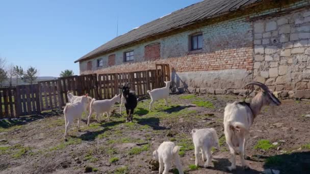 Ziegenfarm Griechenland Zeitlupe Ziegen Und Kinder Aus Nächster Nähe Ziegen — Stockvideo