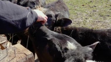 Buzağı, otlakta. Bir adam saman besliyor ve genç bir boğayı tırmalıyor. Bir buzağının ağızlık yakın çekim. çiftlik hayvanları çiftliği