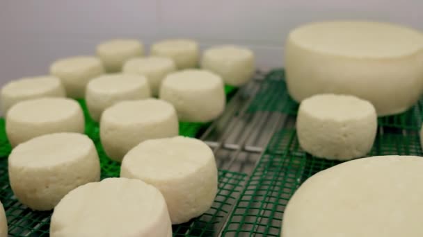 ホロミチーズの熟成 ギリシャチーズのクラフト生産 白ヤギチーズの大小の頭 — ストック動画