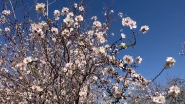 Almond trees in bloom. Large garden with flowering trees. Farming - almond production. fresh pink flowers on the branch of fruit tree