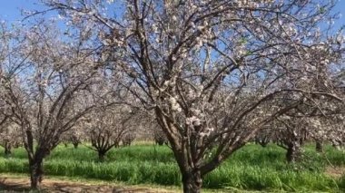 Badem ağaçları çiçek açıyor. Çiçek açan ağaçları olan büyük bir bahçe. Çiftçilik - badem üretimi. Meyve ağacının dalında taze pembe çiçekler