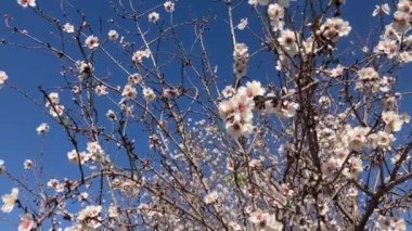 Almond trees in bloom. Large garden with flowering trees. Farming - almond production. fresh pink flowers on the branch of fruit tree