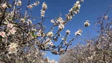 Almond trees in bloom. Large garden with flowering trees. Farming - almond production. fresh pink flowers on the branch of fruit tree