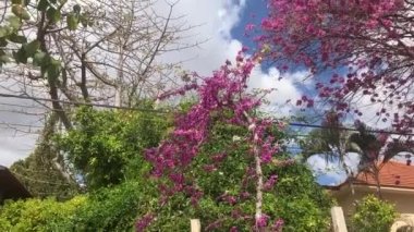 Çiçekli bahçesi olan rahat bir köy evi. Kavram: Şehir dışındaki hayat, basit hayat, doğaya yakınlık, cennet tabetuja çiçeği, bauhinia, Judas ağacı