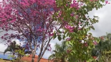 Çiçekli bahçesi olan rahat bir köy evi. Kavram: Şehir dışındaki hayat, basit hayat, doğaya yakınlık, cennet tabetuja çiçeği, bauhinia, Judas ağacı