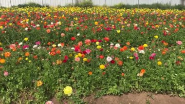 Ranunculus tarlaları. Güzel çiçek sıraları. Asya Ranunculus çiftliği. Renkli düğün çiçekleri