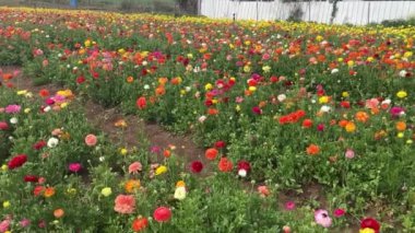 Ranunculus tarlaları. Güzel çiçek sıraları. Asya Ranunculus çiftliği. Renkli düğün çiçekleri