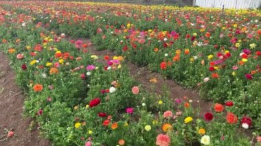 Ranunculus tarlaları. Güzel çiçek sıraları. Asya Ranunculus çiftliği. Renkli düğün çiçekleri