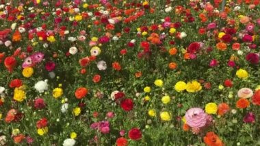 Ranunculus tarlaları. Güzel çiçek sıraları. Asya Ranunculus çiftliği. Renkli düğün çiçekleri