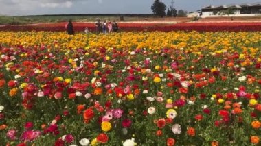 Ranunculus tarlaları. Güzel çiçek sıraları. Asya Ranunculus çiftliği. Renkli düğün çiçekleri