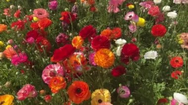 Ranunculus tarlaları. Güzel çiçek sıraları. Asya Ranunculus çiftliği. Renkli düğün çiçekleri