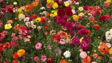 Ranunculus tarlaları. Güzel çiçek sıraları. Asya Ranunculus çiftliği. Renkli düğün çiçekleri