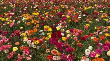 Ranunculus tarlaları. Güzel çiçek sıraları. Asya Ranunculus çiftliği. Renkli düğün çiçekleri