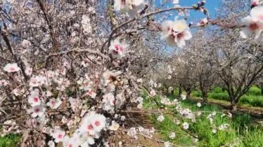 Almond trees in bloom. Large garden with flowering trees. Farming - almond production. fresh pink flowers on the branch of fruit tree