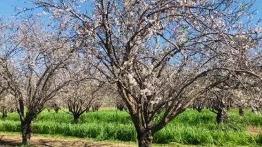 Almond trees in bloom. Large garden with flowering trees. Farming - almond production. fresh pink flowers on the branch of fruit tree
