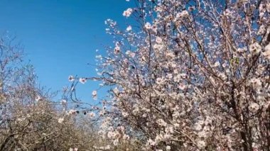 Almond trees in bloom. Large garden with flowering trees. Farming - almond production. fresh pink flowers on the branch of fruit tree