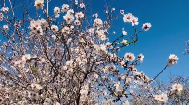 Almond trees in bloom. Large garden with flowering trees. Farming - almond production. fresh pink flowers on the branch of fruit tree