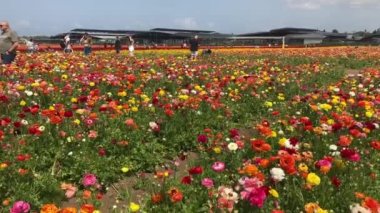 Ranunculus tarlaları. Güzel çiçek sıraları. Asya Ranunculus çiftliği. Renkli düğün çiçekleri