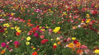 Ranunculus tarlaları. Güzel çiçek sıraları. Asya Ranunculus çiftliği. Renkli düğün çiçekleri