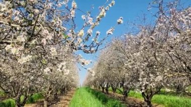 Badem ağaçları çiçek açıyor. Çiçek açan ağaçları olan büyük bir bahçe. Çiftçilik - badem üretimi. Meyve ağacının dalında taze pembe çiçekler