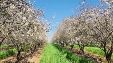Almond trees in bloom. Large garden with flowering trees. Farming - almond production. fresh pink flowers on the branch of fruit tree