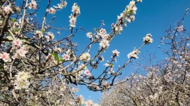 Almond trees in bloom. Large garden with flowering trees. Farming - almond production. fresh pink flowers on the branch of fruit tree