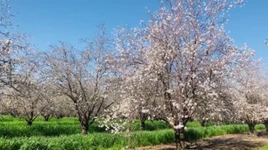 Almond trees in bloom. Large garden with flowering trees. Farming - almond production. fresh pink flowers on the branch of fruit tree