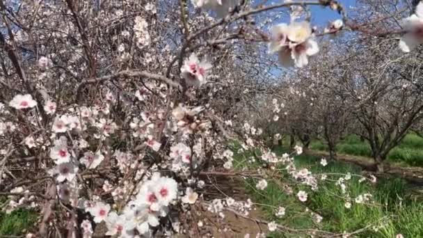 Almond Trees Bloom Large Garden Flowering Trees Farming Almond Production — Vídeo de stock
