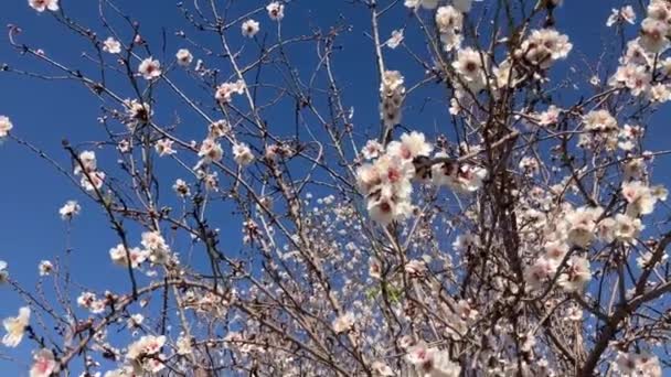 Almond Trees Bloom Large Garden Flowering Trees Farming Almond Production — ストック動画