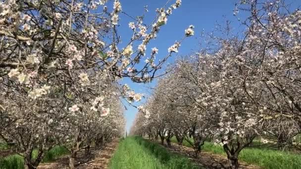 Almond Trees Bloom Large Garden Flowering Trees Farming Almond Production — Stok video