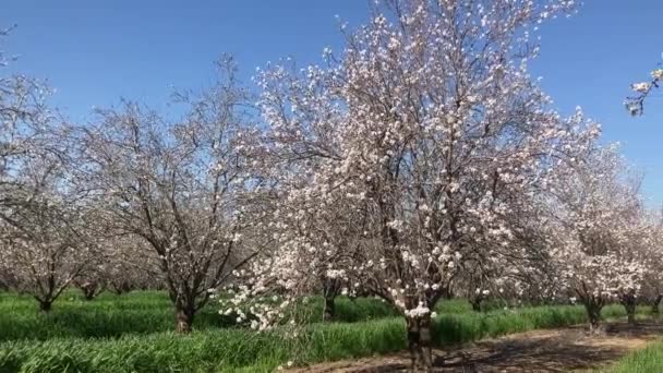 Amandelbomen Bloei Grote Tuin Met Bloeiende Bomen Landbouw Amandelproductie Verse — Stockvideo