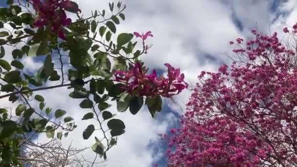 Tabebuia Mierenboom Het Roze Voorjaarsbloei Mooiste Bomen Planeet Trompetboom — Stockvideo