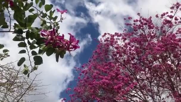 ピンクのタベブアアリの木 春の開花 地球上で最も美しい木 トランペットの木 — ストック動画
