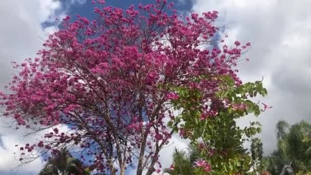 Tabebuia Mierenboom Het Roze Voorjaarsbloei Mooiste Bomen Planeet Trompetboom — Stockvideo