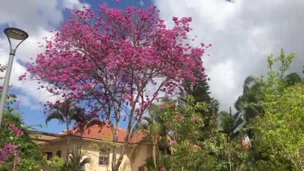 Çiçekli Bahçesi Olan Rahat Bir Köy Evi Kavram Şehir Dışındaki — Stok video
