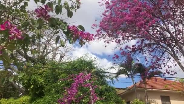 Uma Casa Aldeia Acolhedora Com Jardim Florido Conceito Vida Fora — Vídeo de Stock
