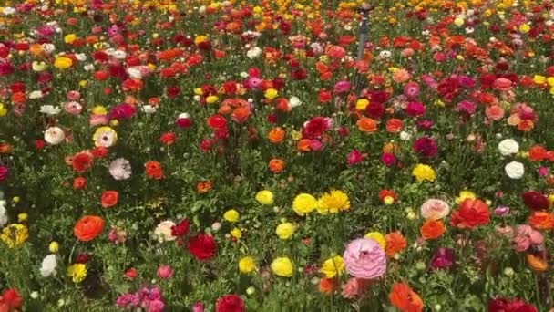 Pola Ranunculus Piękne Rzędy Kwiatów Azjatycka Farma Ranunkulusów Barwne Jaskry — Wideo stockowe