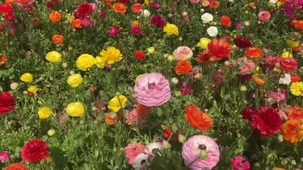 Ранункулусские Поля Красивые Ряды Цветов Азиатская Ферма Ранункулов Разноцветные Лютики — стоковое видео