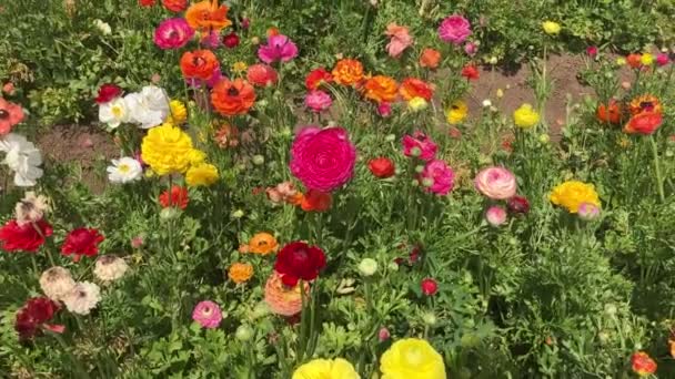Pola Ranunculus Piękne Rzędy Kwiatów Azjatycka Farma Ranunkulusów Barwne Jaskry — Wideo stockowe