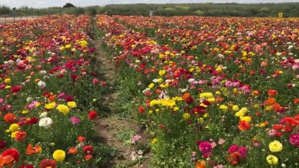 Ranunculus Fields Beautiful Rows Flowers Asian Ranunculus Farm Olorful Buttercups — Stock Video