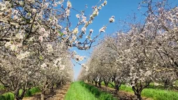 Almond Trees Bloom Large Garden Flowering Trees Farming Almond Production — Stok video