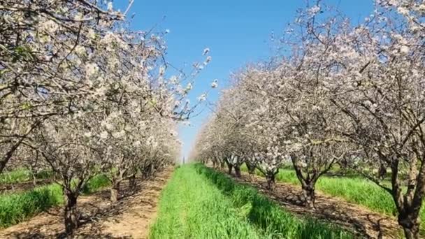 Almond Trees Bloom Large Garden Flowering Trees Farming Almond Production — Stock Video
