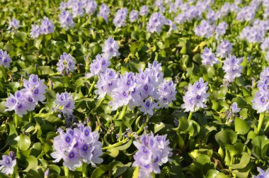 Su sümbülü çiçekleri. Eichhrnia crssipes) bir gölet, göl mor çiçeklerle kaplı.