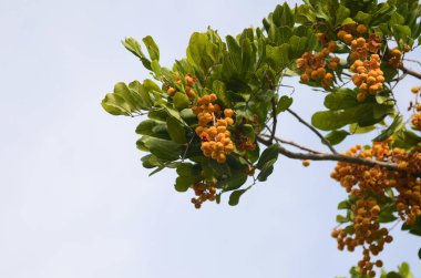 Tuckeroo ağacı, Carrotwood, tuckeroo (Cupaniopsis anacardioides) portakal meyvesi yakın plan. 